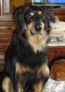 photo du chien Hovawart Broock